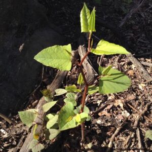 Foraging Edible Weeds: Japanese-Knotweed Bars Recipe Image